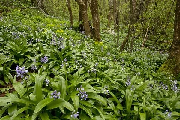 Pyrenean Squill (Scilla liliohyacinthus) flowering mass, growing in woodland habitat, French Pyrenees, France, May
