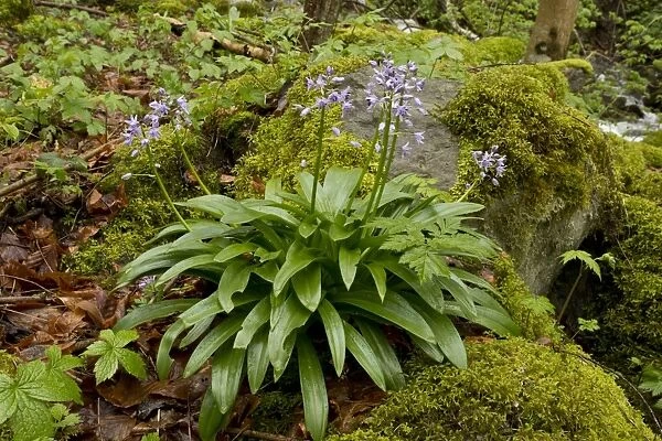 Pyrenean Squill (Scilla liliohyacinthus) flowering, growing in woodland, French Pyrenees, France, May