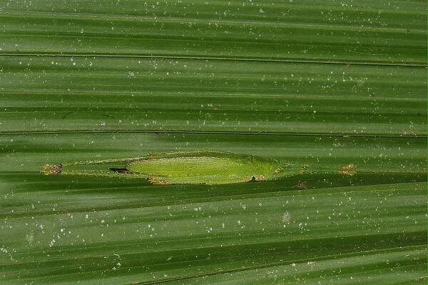 Pyrgomorph Grasshopper (Omura sp. ) adult, resting on underside of leaf, Yasuni N. P. Amazon, Ecuador
