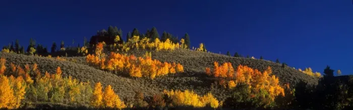 Framed Print : Quaking Aspen (Populus tremuloides) In autumn / fall colour - Grand Teton National Park, USA Framed Print : Quaking Aspen (Populus tremuloides) In autumn / fall colour - Grand Teton National Park, USA