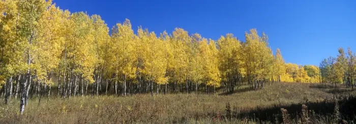 Framed Print : Quaking Aspen (Populus tremuloides) In autumn / fall colour - Grand Teton National Park, USA Framed Print : Quaking Aspen (Populus tremuloides) In autumn / fall colour - Grand Teton National Park, USA