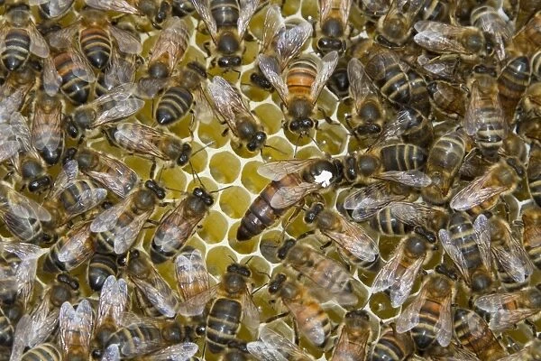 The queen bee marked with a white dot is laying eggs in queen cups. A virgin queen will develop from a fertilized egg