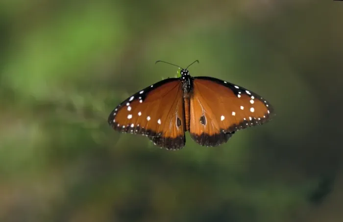 Framed Print : Queen Butterfly (Danaus gilippus) Upper wing  /  Isabela, Galapagos
