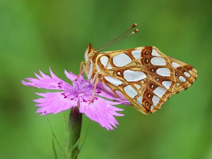 Framed Print : Queen of Spain Fritillary (Issoria lathonia) adult, roosting on Carthusian Pink (Dianthus carthusianorum) flower Framed Print : Queen of Spain Fritillary (Issoria lathonia) adult, roosting on Carthusian Pink (Dianthus carthusianorum) flower