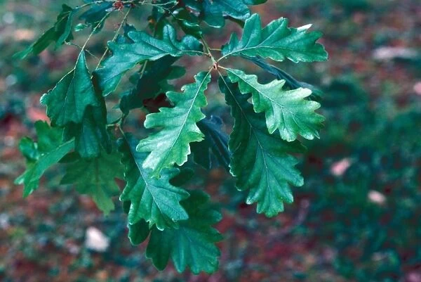 Quercus frainetto Leaf  /  upper  /  May
