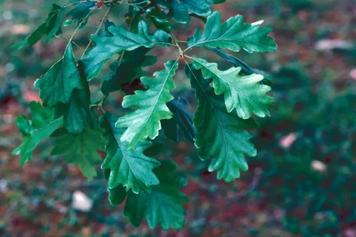 Framed Print : Quercus frainetto Leaf / upper / May Framed Print : Quercus frainetto Leaf / upper / May