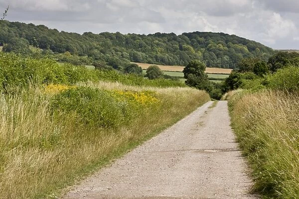 Quiet country lane with verges and hedgerows on chalk, Shipton Bellinger, Salisbury Plain, Hampshire, England, July