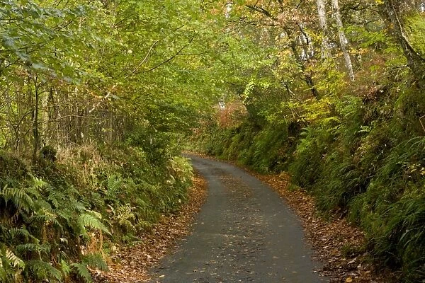Quiet minor road through mixed woodland, above Lynmouth, Exmoor N. P. Devon, England, November
