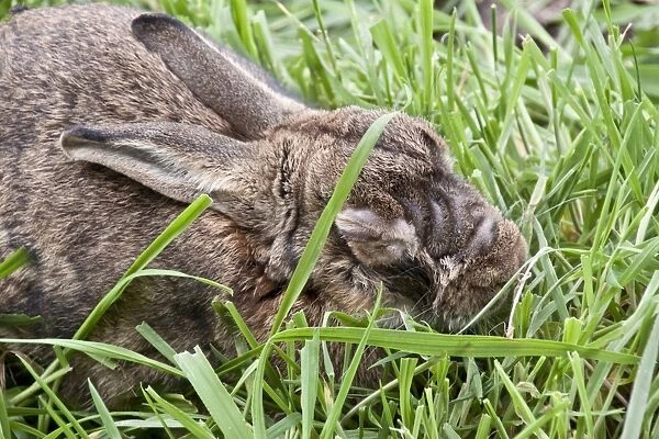 Rabbit with advanced stages of Myxomatosis caused by the Myxoma virus