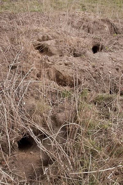 Rabbit burrows in sandy soil on Suffolk farmland