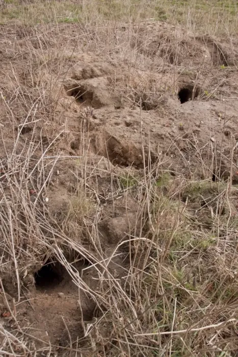 Framed Print : Rabbit burrows in sandy soil on Suffolk farmland
