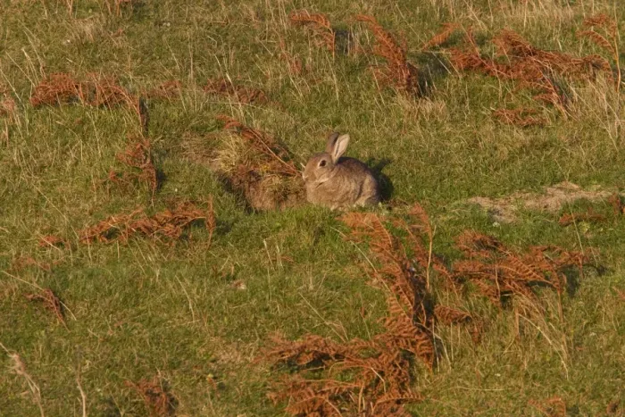 Framed Print : Rabbit sitting in the autumn sun Framed Print : Rabbit sitting in the autumn sun