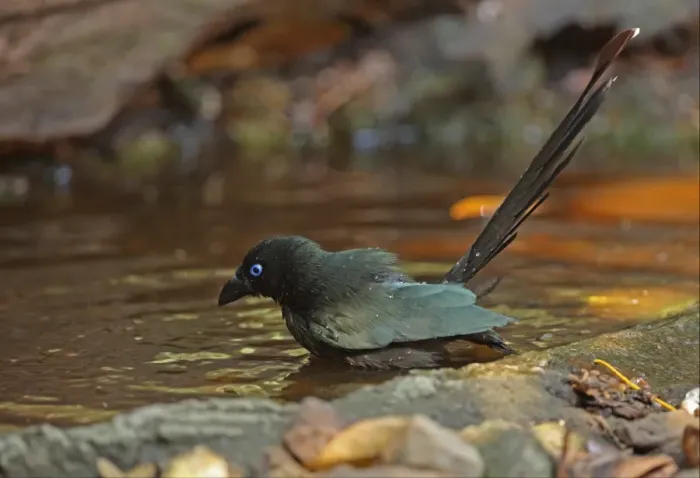 Framed Print : Racket-tailed Treepie (Crypsirina temia) adult, bathing in forest pool, Kaeng Krachan N. P. Thailand, february Framed Print : Racket-tailed Treepie (Crypsirina temia) adult, bathing in forest pool, Kaeng Krachan N. P. Thailand, february