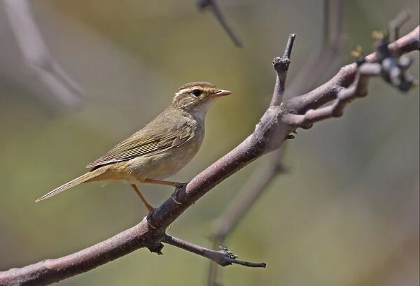 Radde's Warbler (Phylloscopus schwarzi) adult, perched on twig, Hebei, China, may