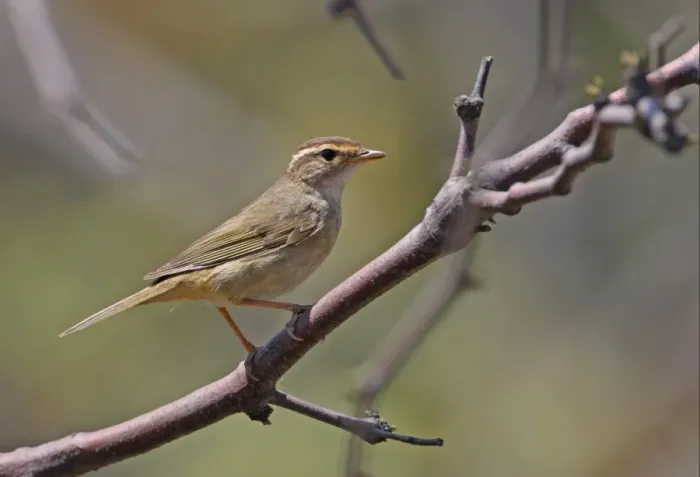 Framed Print : Radde's Warbler (Phylloscopus schwarzi) adult, perched on twig, Hebei, China, may Framed Print : Radde's Warbler (Phylloscopus schwarzi) adult, perched on twig, Hebei, China, may
