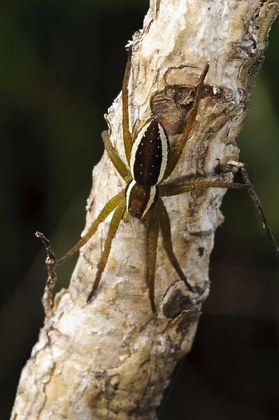 Raft Spider (Dolomedes fimbriatus) adult, resting on birch twig, Abernethy Forest, Cairngorms N. P