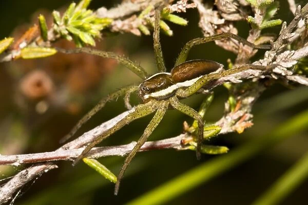 Raft Spider (Dolomedes fimbriatus) juvenile, straddling heather stems, Thursley Common National Nature Reserve, Surrey