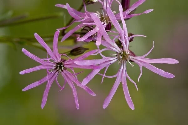 Ragged Robin (Lychnis flos-cuculi) close-up of flowers, growing in marshy grassland, Slovenia, june