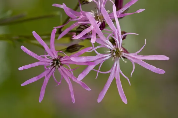 Framed Print : Ragged Robin (Lychnis flos-cuculi) close-up of flowers, growing in marshy grassland, Slovenia, june