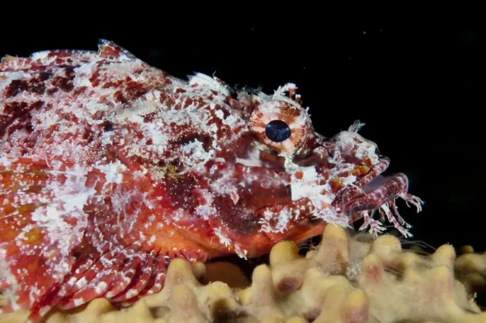 Framed Print : Raggy Scorpionfish (Scorpaenopsis venosa) adult, close-up of head, resting on coral, Kwatisore Point Framed Print : Raggy Scorpionfish (Scorpaenopsis venosa) adult, close-up of head, resting on coral, Kwatisore Point