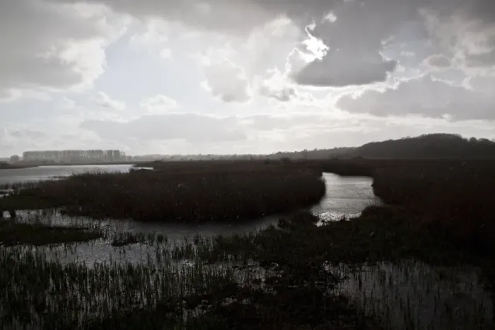 Framed Print : Rain storm over reed beds at RSPB Minsmere Suffolk, view from Island Mere Hide Framed Print : Rain storm over reed beds at RSPB Minsmere Suffolk, view from Island Mere Hide