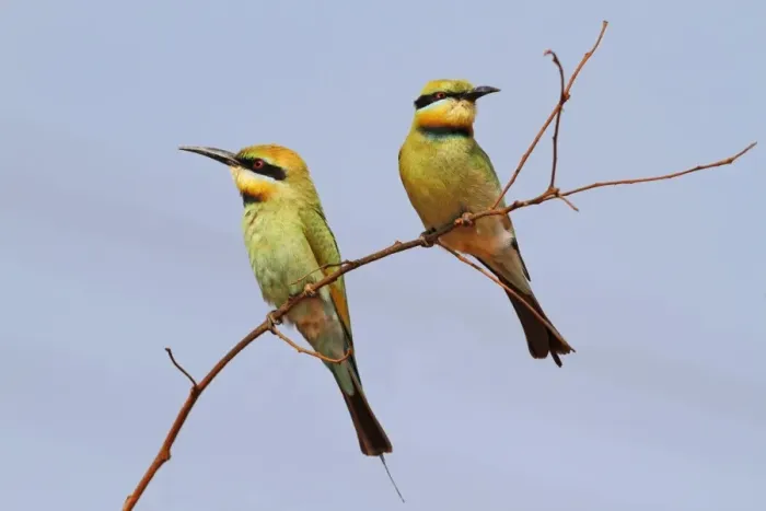 Framed Print : Rainbow Bee-eater (Merops ornatus) adult pair, perched on twig, Western Australia, Australia Framed Print : Rainbow Bee-eater (Merops ornatus) adult pair, perched on twig, Western Australia, Australia