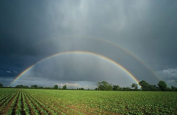 Rainbow Double Rainbow over sugar beet field