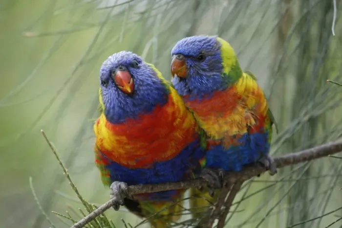 Framed Print : Rainbow Lorikeet (Trichoglossus haematodus) Pair - Australia Framed Print : Rainbow Lorikeet (Trichoglossus haematodus) Pair - Australia