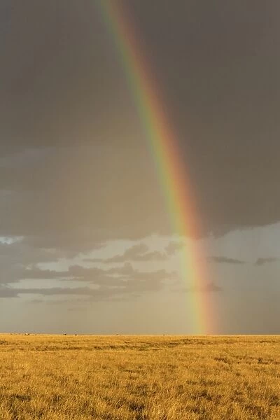 Rainbow over savannah habitat in evening sunlight, Masai Mara National Reserve, Kenya, August