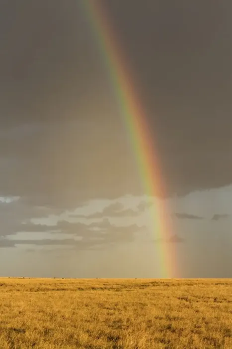 Framed Print : Rainbow over savannah habitat in evening sunlight, Masai Mara National Reserve, Kenya, August Framed Print : Rainbow over savannah habitat in evening sunlight, Masai Mara National Reserve, Kenya, August