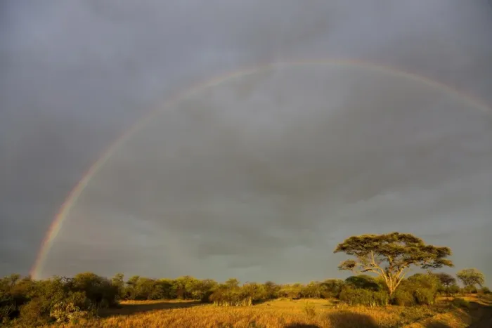Framed Print : Rainbow over savannah habitat, Serengeti N. P. Tanzania, november Framed Print : Rainbow over savannah habitat, Serengeti N. P. Tanzania, november