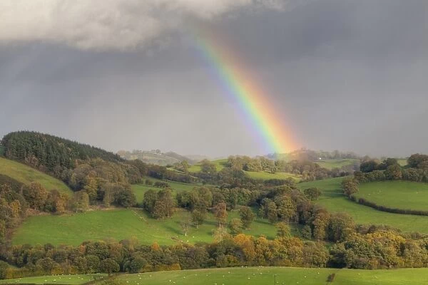 Rainbow and stormclouds over farmland with sheep in pasture, near Tregynon, Powys, Wales, November