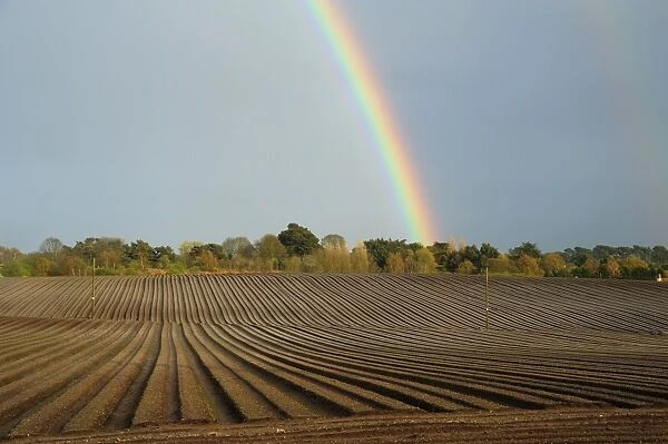 Rainbow over trees and arable field with furrows, in evening sunlight, Aldeburgh, Suffolk, England, April
