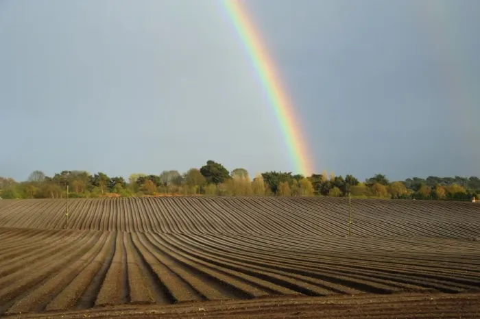 Framed Print : Rainbow over trees and arable field with furrows, in evening sunlight, Aldeburgh, Suffolk, England, April Framed Print : Rainbow over trees and arable field with furrows, in evening sunlight, Aldeburgh, Suffolk, England, April