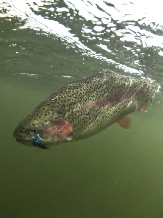 Framed Print : Rainbow Trout (Oncorhynchus mykiss) introduced species, adult, with artificial fishing fly in mouth