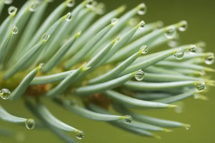 Framed Print : Raindrops, water droplets on conifer needles, Sweden Framed Print : Raindrops, water droplets on conifer needles, Sweden