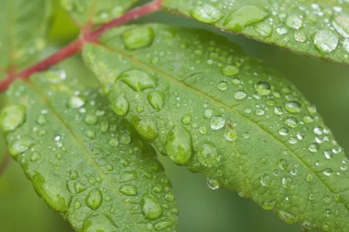 Framed Print : Raindrops, water droplets on leaves, Sweden