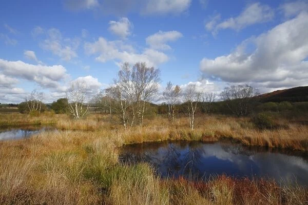 Raised bog habitat with birch and willow trees, Cors Caron, Ceredigion, Wales, october