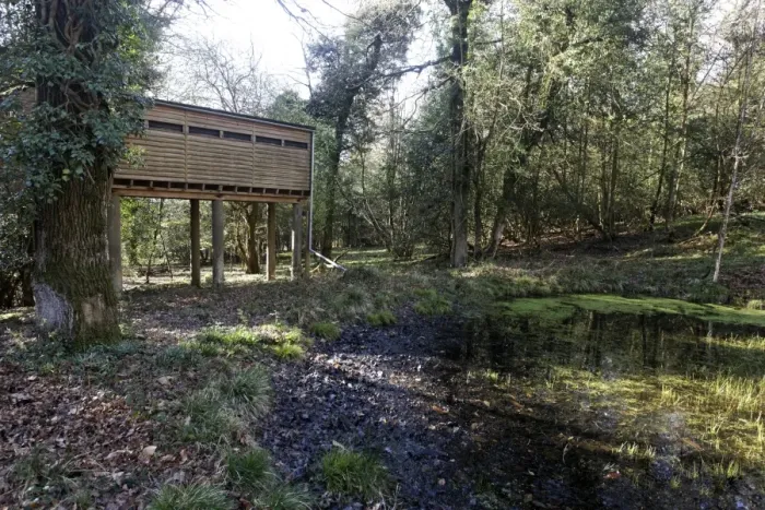 Framed Print : Raised hide at edge of pond in deciduous woodland, Campbell Hide, Nagshead RSPB Reserve, Forest of Dean Framed Print : Raised hide at edge of pond in deciduous woodland, Campbell Hide, Nagshead RSPB Reserve, Forest of Dean
