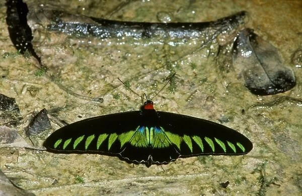 Rajah Brooke's Birdwing Butterfly (Troides brookiana) Male drinking