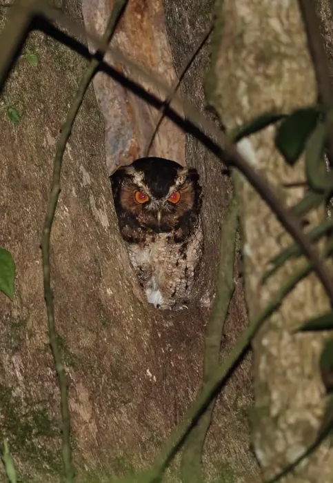Framed Print : Rajah Scops-owl (Otus brookii solokensis) adult, at hole in tree trunk, Kerinci Seblat N. P Framed Print : Rajah Scops-owl (Otus brookii solokensis) adult, at hole in tree trunk, Kerinci Seblat N. P