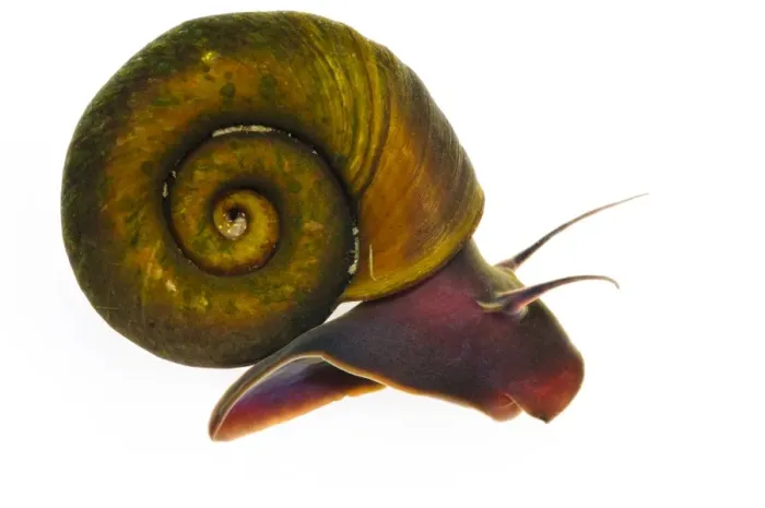 Framed Print : Ram s-horn Snail (Planorbis planorbis) adult, Wat Tyler Country Park, Essex, England Framed Print : Ram s-horn Snail (Planorbis planorbis) adult, Wat Tyler Country Park, Essex, England
