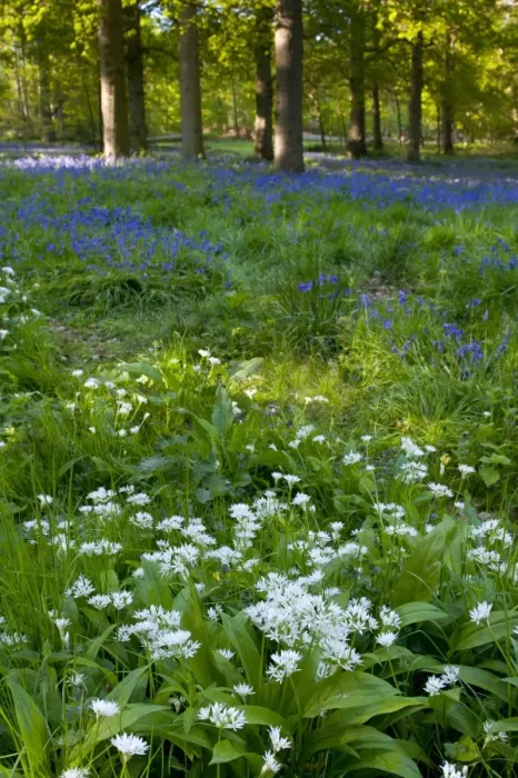 Framed Print : Ramsons (Allium ursinum) and Bluebell (Endymion non-scriptus) flowering, in woodland habitat, Norfolk, England, may Framed Print : Ramsons (Allium ursinum) and Bluebell (Endymion non-scriptus) flowering, in woodland habitat, Norfolk, England, may