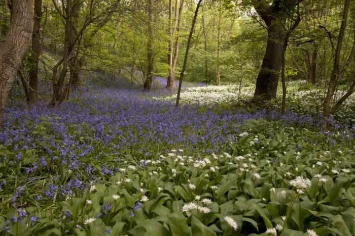 Framed Print : Ramsons (Allium ursinum) and Bluebell (Endymion non-scriptus) flowering mass, in deciduous woodland habitat, Sheffield Framed Print : Ramsons (Allium ursinum) and Bluebell (Endymion non-scriptus) flowering mass, in deciduous woodland habitat, Sheffield