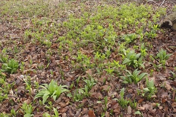 Ramsons (Allium ursinum) and Dogs Mercury (Mercurialis perennis) growing amongst leaf litter on coppice woodland floor