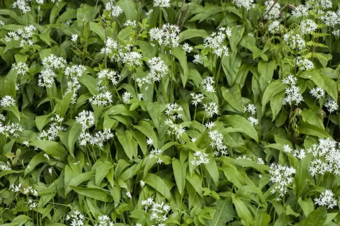 Framed Print : Ramsons (Allium ursinum) flowering, growing in damp woodland, Cumbria, England, May Framed Print : Ramsons (Allium ursinum) flowering, growing in damp woodland, Cumbria, England, May