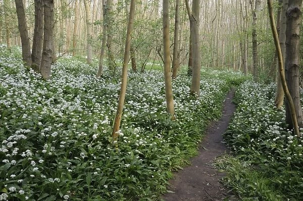 Ramsons (Allium ursinum) flowering, mass growing beside pathway in deciduous woodland habitat, Freston Wood, Suffolk