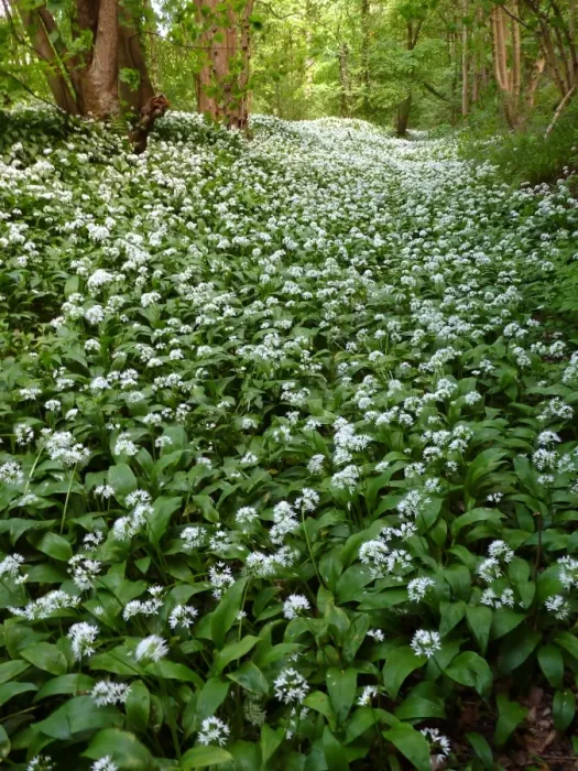 Framed Print : Ramsons (Allium ursinum) flowering, mass growing along woodland edge habitat, Derbyshire, England, may Framed Print : Ramsons (Allium ursinum) flowering, mass growing along woodland edge habitat, Derbyshire, England, may