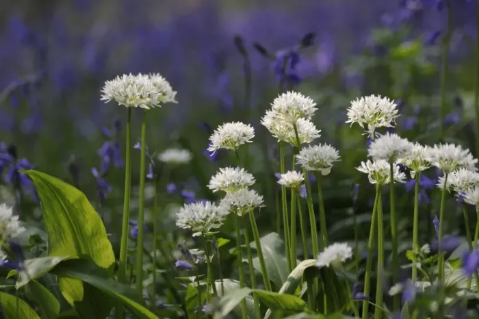 Framed Print : Ramsons (Allium ursinum) flowering, with Bluebells (Endymion non-scriptus) in background, in deciduous woodland Framed Print : Ramsons (Allium ursinum) flowering, with Bluebells (Endymion non-scriptus) in background, in deciduous woodland