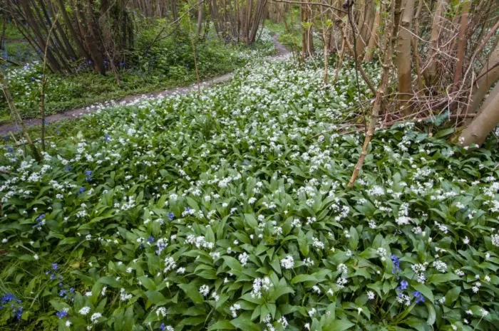 Framed Print : Ramsons (Allium ursinum) flowering mass, growing in coppice woodland habitat, Kent, England, May